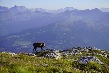 Wild Alpine ibexes in the Swiss Alps during sunrise, grazing and resting on mountain slopes with...