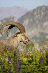 Wild Alpine ibexes in the Swiss Alps during sunrise, grazing and resting on mountain slopes with...