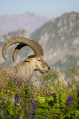 Wild Alpine ibexes in the Swiss Alps during sunrise, grazing and resting on mountain slopes with...