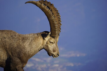 Wild Alpine ibexes in the Swiss Alps during sunrise, grazing and resting on mountain slopes with...