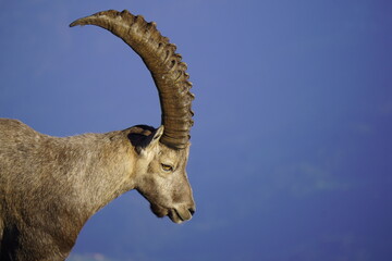 Wild Alpine ibexes in the Swiss Alps during sunrise, grazing and resting on mountain slopes with...