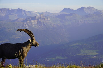 Wild Alpine ibexes in the Swiss Alps during sunrise, grazing and resting on mountain slopes with...