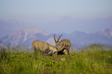 Wild Alpine ibexes in the Swiss Alps during sunrise, grazing and resting on mountain slopes with...