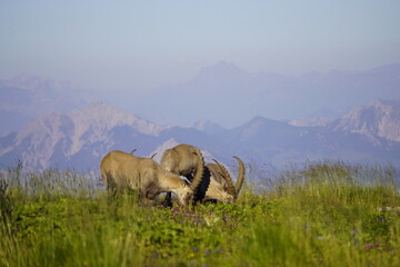 Wild Alpine ibexes in the Swiss Alps during sunrise, grazing and resting on mountain slopes with...
