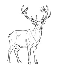 Irish Elk Line Art