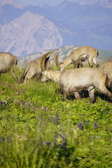 Wild Alpine ibexes in the Swiss Alps during sunrise, grazing and resting on mountain slopes with...