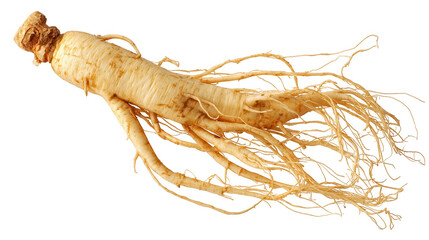 A ginseng root isolated on transparent background
