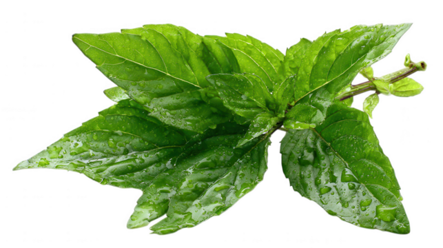 Fresh mint sprig isolated on transparent background