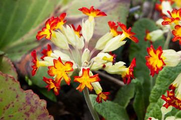 Primula veris, cowslip, cowslip primrose. Yellow flowers with red edging at the edge of the petal....