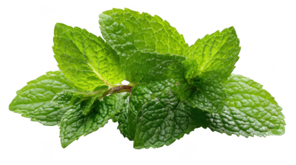 Fresh mint sprig isolated on transparent background