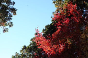 青空と紅葉