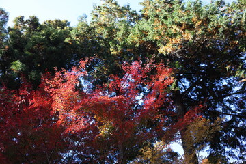 杉の木と紅葉　