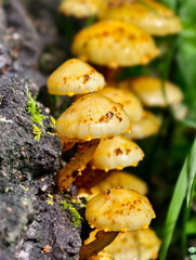 A group of fungus golden pholiota or adiposa (Pholiota aurivella or adiposa) on the bark of a tree in a forest.