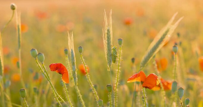 Grash&uuml;pfer auf einer reifen &Auml;hre zwischen Mohnbl&uuml;ten im Feld &ndash; getarnter Insektensitz bei warmer Lichtstimmung im Sommer w&auml;hrend der goldenen Stunde