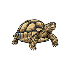turtle vector illustration on white background