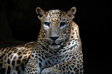 A close-up portrait of mesmerizing leopard