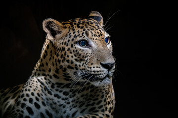 A close-up portrait of mesmerizing leopard