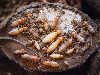 Rhinotermitidae was a silent, chemical language, perfectly understood by every transparent member of the colony.
The life cycle of the Rhinotermitidae, observable through their transparency,