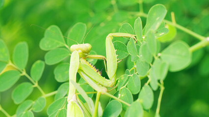 A giant asian praying mantis, hierodula patellifera, grooming or cleaning its front legs,...