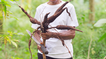 Farmer holding harvested cassava roots on field, yuca or manioc farming, tropical crop