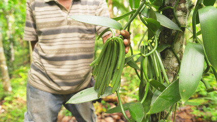 close-up green vanilla beans or pods on plant or tree, farmer's hands in plantation or farm