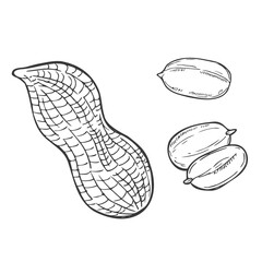 Hand drawn Peanut Sketch Illustration