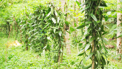slow pan of vanilla plants or trees growing in a farm or plantation, farming