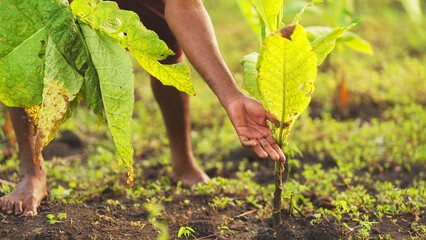 Close-up of farmer hand harvesting tobacco leaf in a plantation 