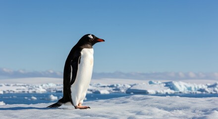 Obraz premium Elegant Gentoo Penguin Standing on Icy Landscape with a Beautiful Blue Sky in the Background