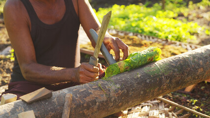 Tobacco farmer cutting leaves with knife on wooden log, traditional agriculture in rural field, manual labor, close-up of hands