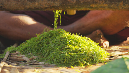 Close-up of freshly shredded green tobacco leaves cut by farmer hands with knife in traditional...