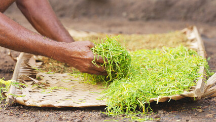 Farmer hands placing shredded green tobacco leaves on a woven bamboo tray for sun drying, southeast...