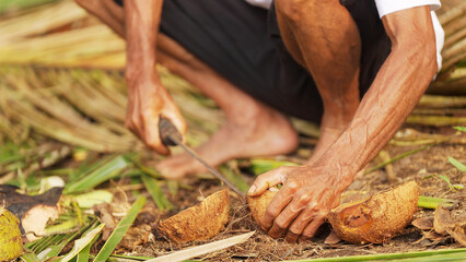 close-up of farmer hands removing copra from the coconut shell, kernel harvest, on a plantation