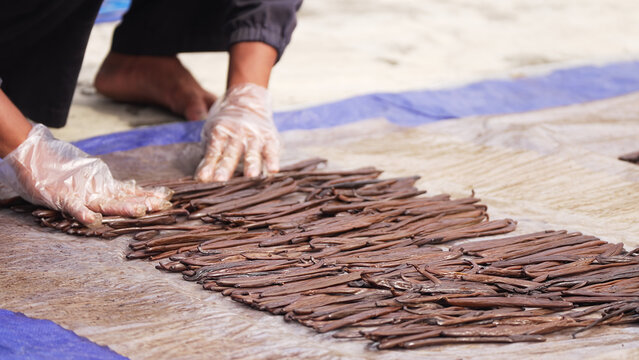 vanilla farmer curing gourmet beans or pods or sticks, drying harvest
