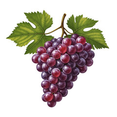Grapes bunch with green leaves , concept of isolated on transparent background  