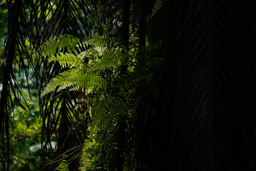 Tree fern growing and surviving on other trees