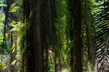 Obraz premium Tree fern growing and surviving on other trees