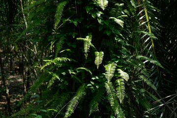 Tree fern growing and surviving on other trees