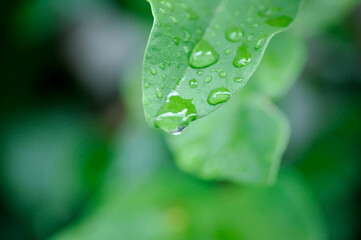 ficus pumila or climbing fig or MORACEAE and rain droplet
