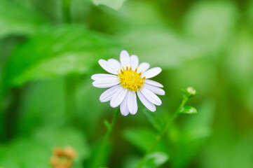 Daisy ,white daisy or English daisy or Thymophylia Tenuiloba or Dahlberg Daisy or Gold Carpet or...