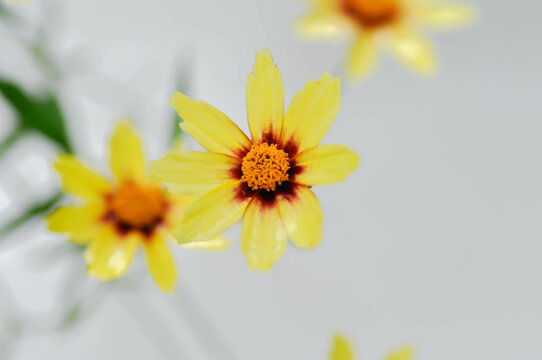 Coreopsis basalis, Asteraceae or Coreopsis or Coreopsis lanceolata or Coreopsis tinctoria Nutt or Plains Coreopsis or Plains Tickseed or yellow flower