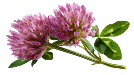 Two pink clover flowers isolated on transparent background