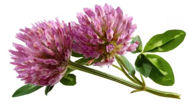 Two pink clover flowers isolated on transparent background