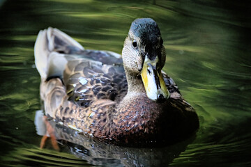 Duck