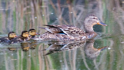 duck and ducklings