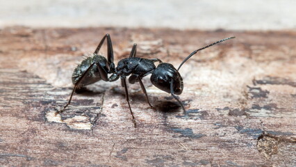 black ant on the ground