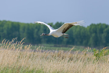 The red-crowned cranes flying in the Momoge National Nature Reserve, Jilin Province, China.