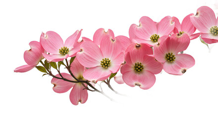 pink magnolia flowers isolated
