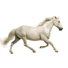 Fototapeta premium Majestic white horse galloping gracefully across an open field under a bright blue sky during daylight hours
