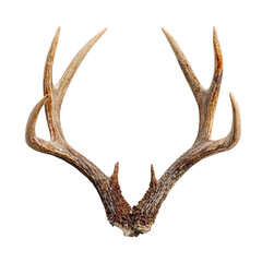 Fototapeta premium Majestic and Detailed Antlers of a Deer Isolated on White Background for Wildlife and Nature Themes